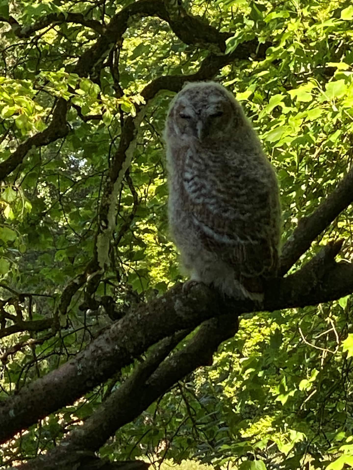 Une jeune chouette dans les chênes du parc